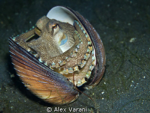 Amphioctopus marginatus (coconut octopus) by Alex Varani 